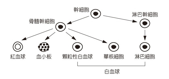 急性骨髓性白血病