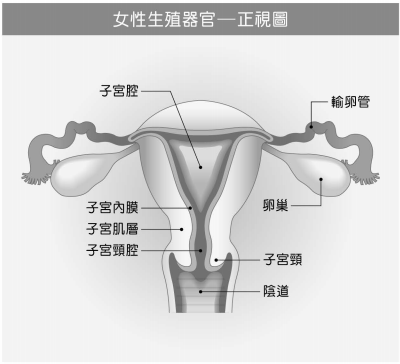 子宮內膜癌