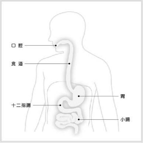 消化器官