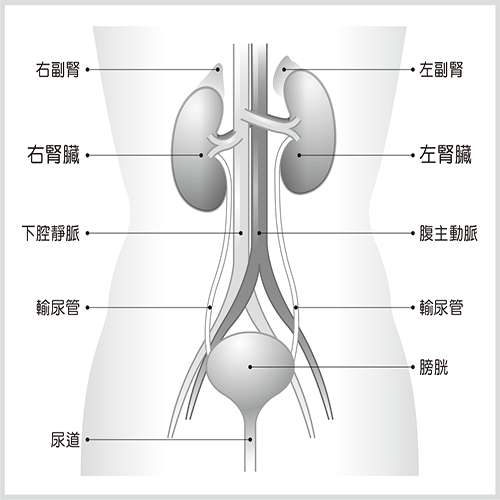 泌尿器官