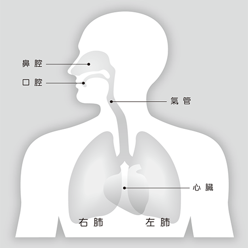 胸腔部